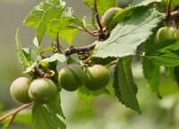 fruiting tree of Prunus triloba Lindl with several green unmature fruits growing on branch,and many green leaves.