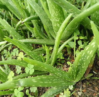 several plants of Aloe chinensis Berger with light green leaves grow in field