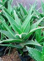 several small shrubs of Aloe ferox Mill with green leaves grow in a field