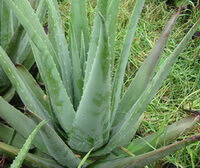 plants of Aloe vera L. with green leaves grow in grass field