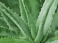 a growing plant of Aloe vera L. with many green leaves