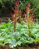 some plants of Rheum officinale Baill. with red brownish flower spikes grow in field