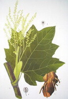 a colorful drawing of Rheum officinale Baill.,brown root,green leaf,and yellow flower spikes
