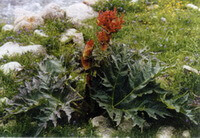 a flowering plant of Rheum palmatum L with red flower spike grow in grass land