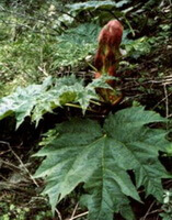 a flowering plant of Rheum palmatum L with a red flower and some big green leaves grow in woods