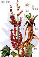 a colorful drawing of Rheum palmatum L.,brown root,red flower spikes,green leaves
