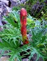 a flowering plant of Rheum palmatum L. with a red flower spike grow in mountain