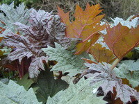 plants of Rheum tanguticum Maxim. ex Balf. with many green red leaves grow in field