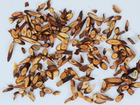 Cassia Twig herb branch tips 01