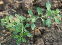 a shrub of Centipeda minima growing in field.