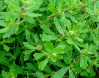 a cluster of small centipeda plant is in flowering.
