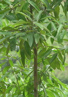 a small growing tree of Cinnamomum cassia Presl