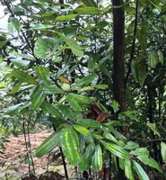 a thriving tree of Cinnamomum cassia Presl
