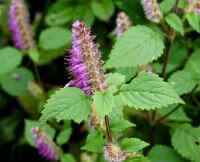 Elsholtzia Herb