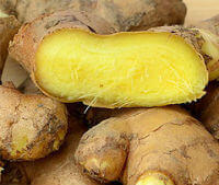 fresh ginger,fresh rhizome of Zingiber officinale