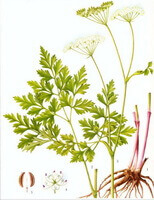 a picture drawing of Ligusticum jeholense:drawing of plant,root and rhizome,leaves and stems,flowers and seeds
