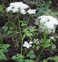flowering plants of Ligusticum sinense Oliv.:with white flowers