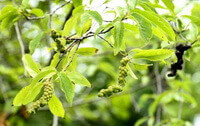 sprouting leaves and spikes of Magnolia biondii Pamp