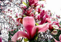 a flowering tree of Magnolia sprengeri Pamp.