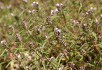 many flowering plants of Mosla chinensis Maxim:flowering plant