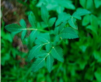 plants of Notopterygium forbesii de Boiss. with many dark green leaves