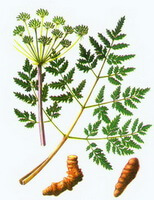 a colorful drawing of Notopterygium incisum Ting ex H.T. Chang.,plant and rhizome,root,leaves and flowers