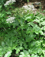flowering plants of Notopterygium incisum Ting ex H. T. Chang.,with small white flower