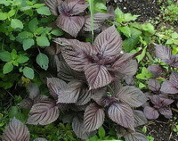 growing shrubs of Perilla frutescensL.Britt.Var.acuta Thunb.Kudo.