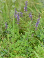 growing plant of Schizonepaeta multifida Briq:growing shrubs with eight purple flowers