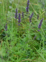 flowering plants of Schizonepaeta multifida Briq:shrubs with seven purple flowers