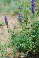 a flowering plant of Schizonepeta tenuifolia Briq,grow in field with four purple flowers