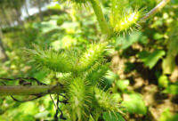 Siberian Cocklebur Fruit