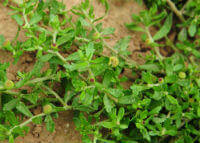 Small Centipeda Herb