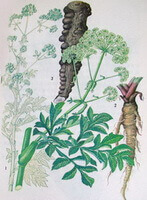 picture of Angelica dahurica Fisch.ex Hoffm.Benth. et Hook.f.:its root,stem,leaves and flowers