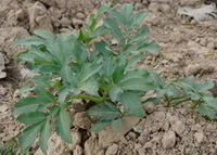 a young shrub of Angelica dahurica Fisch.ex Hoffm.Benth. et Hook.f. in field