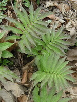 a shrub of Angelica dahurica Fisch. Ex Hoffm. Benth.Et Hook.f .ex Franch. Et Sav. Cv.Qibaizhi.