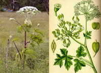 a photo and picture of Angelica dahuricaFisch.ex Hoffm.Benth.et Hook.f. var.formosana Boiss.Shan et Yuan.