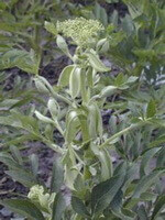a flowering plant of Angelica dahuricaFisch.ex Hoffm.Benth.et Hook.f. var.formosana Boiss.Shan et Yuan.