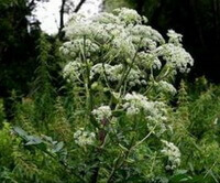 a flowering plant of Angelica dahurica Fisch.ex Hoffm.Benth.et Hook.var.dahurica.