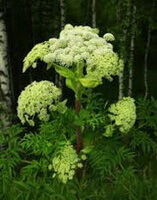 flowers and plant of Angelica dahurica Fisch.ex Hoffm.Benth.et Hook.var.dahurica.