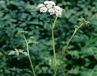 branches, leaves and flowers of Heracleum scabridum Franch.