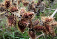 a fruiting plant stem of Xanthium mongolicum Kitag.