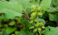 fruiting plant with green leaves and purple stems of Xanthium sibiricum Patrin. ex Widder