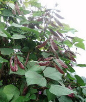 fruiting plants of Dolichos lablab L with reddish brown pods grow in sunny field