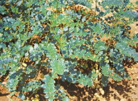 plants of Glycyrrhiza uralensis Fisch with many small green leaves grow in sunny arid field