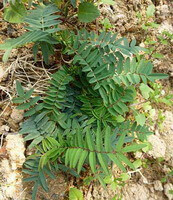 several shrubs of Hedysarum polybotrys Hand.-Mazz. with green leaves grow in field