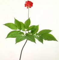 Ginseng Shrub