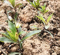 small shrubs of Pseudostellaria heterophylla Miq.Pax ex Pax et Hoffm. grow in field