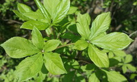 a shrub of Acanthopanax senticosus Rupr.Maxim.Harms. with green leaves grow in sunny field