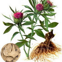 a colorful drawing of Atractylodes macrocephala Koidz.,plant parts including rhizome and root,stem and green leaves,and purple flowers